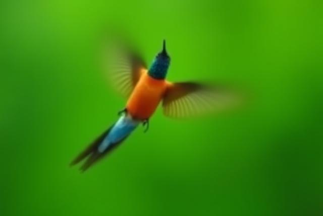 Ave colorida en pleno vuelo capturada con una cámara de video, destacando su movimiento dinámico.