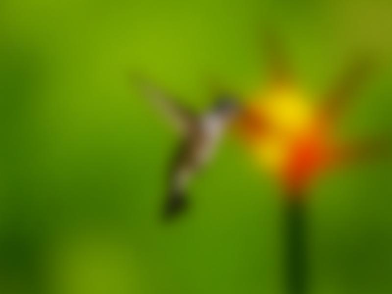 Un colibrí suspendido en el aire, bebiendo néctar de una flor vibrante, capturado en acción con gran detalle y movimiento.